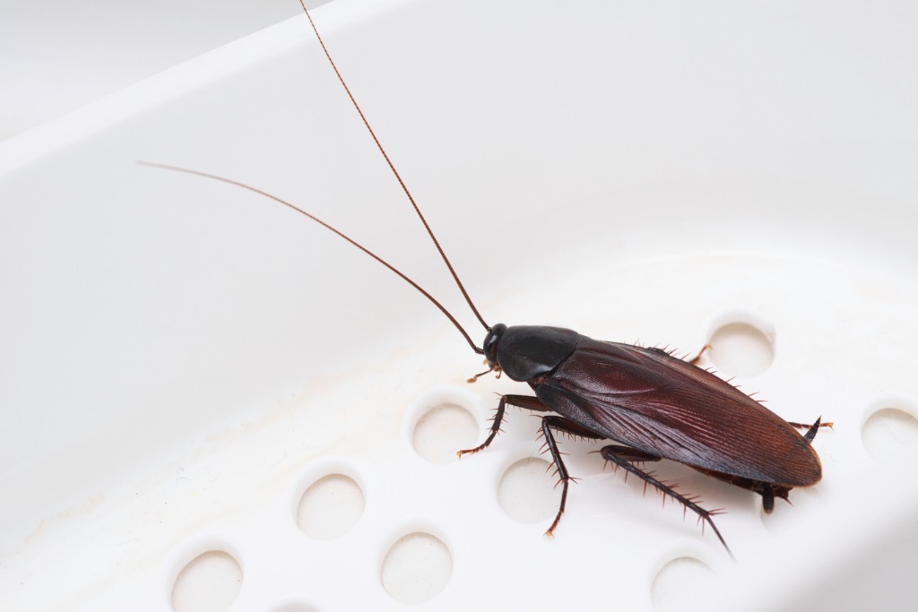 Cockroach treatment and void baiting in Perth kitchens