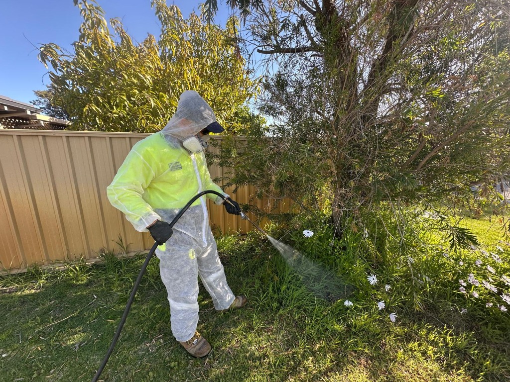 Licensed pest control technician spraying outdoor garden and perimeter fence for end of lease flea treatment in Perth