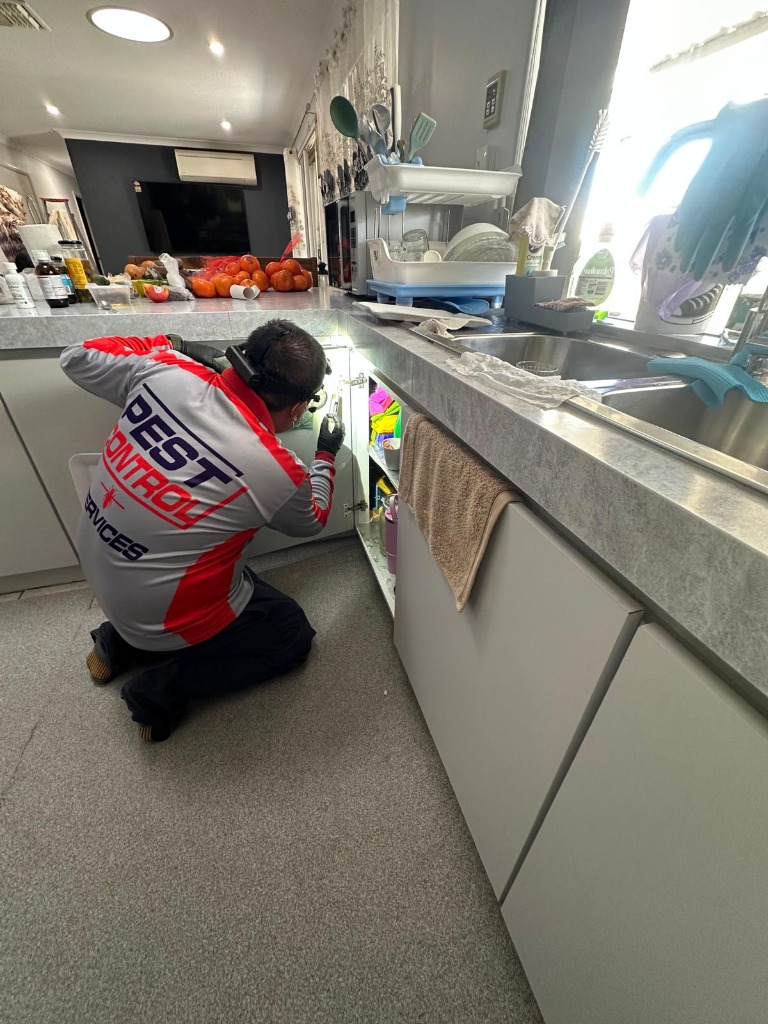 Licensed pest control technician inspecting kitchen cabinetry during a pre-purchase timber pest inspection in Perth