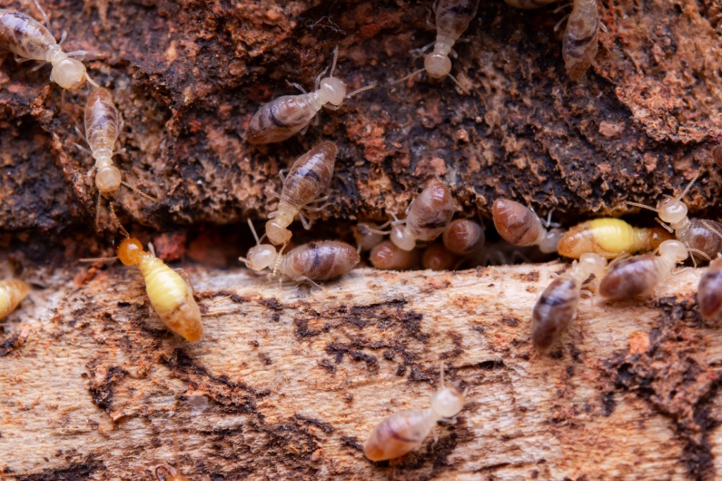 Subterranean termites Coptotermes acinaciformis timber damage