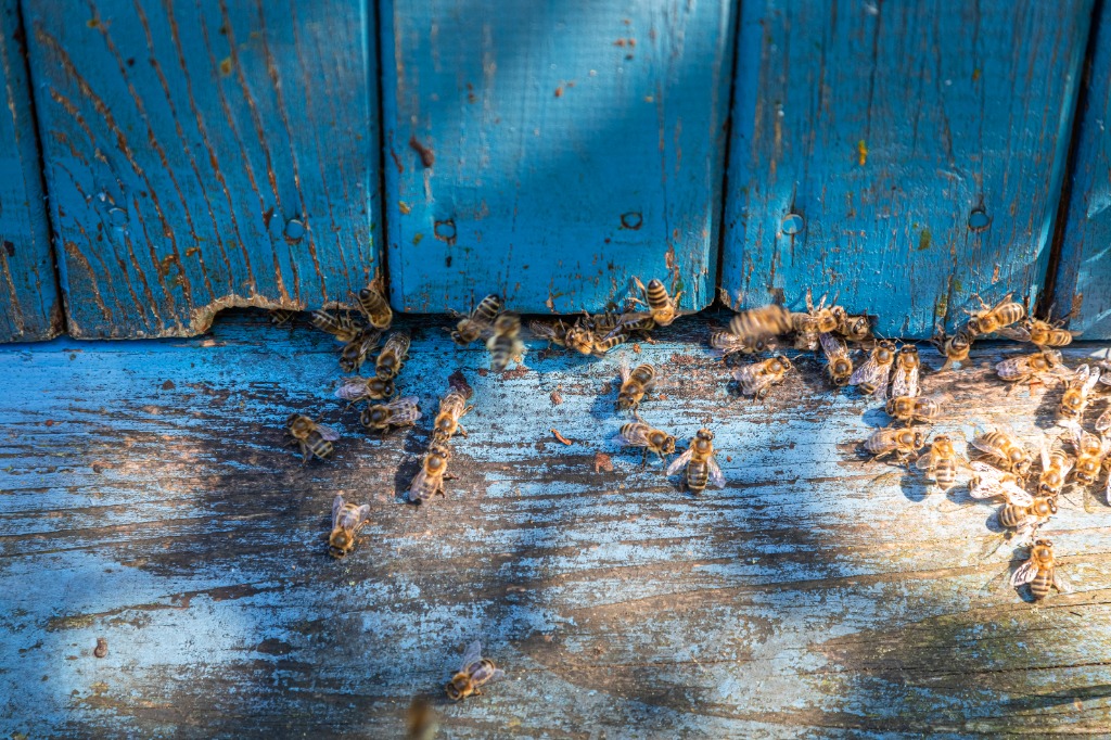 Safe paper wasp and bee removal in Perth